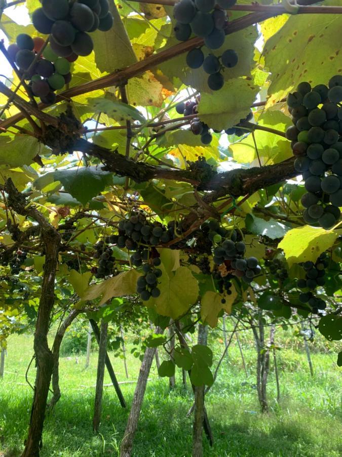 Sitio Vale Dos Vinhedos Villa Bento Gonçalves Kültér fotó